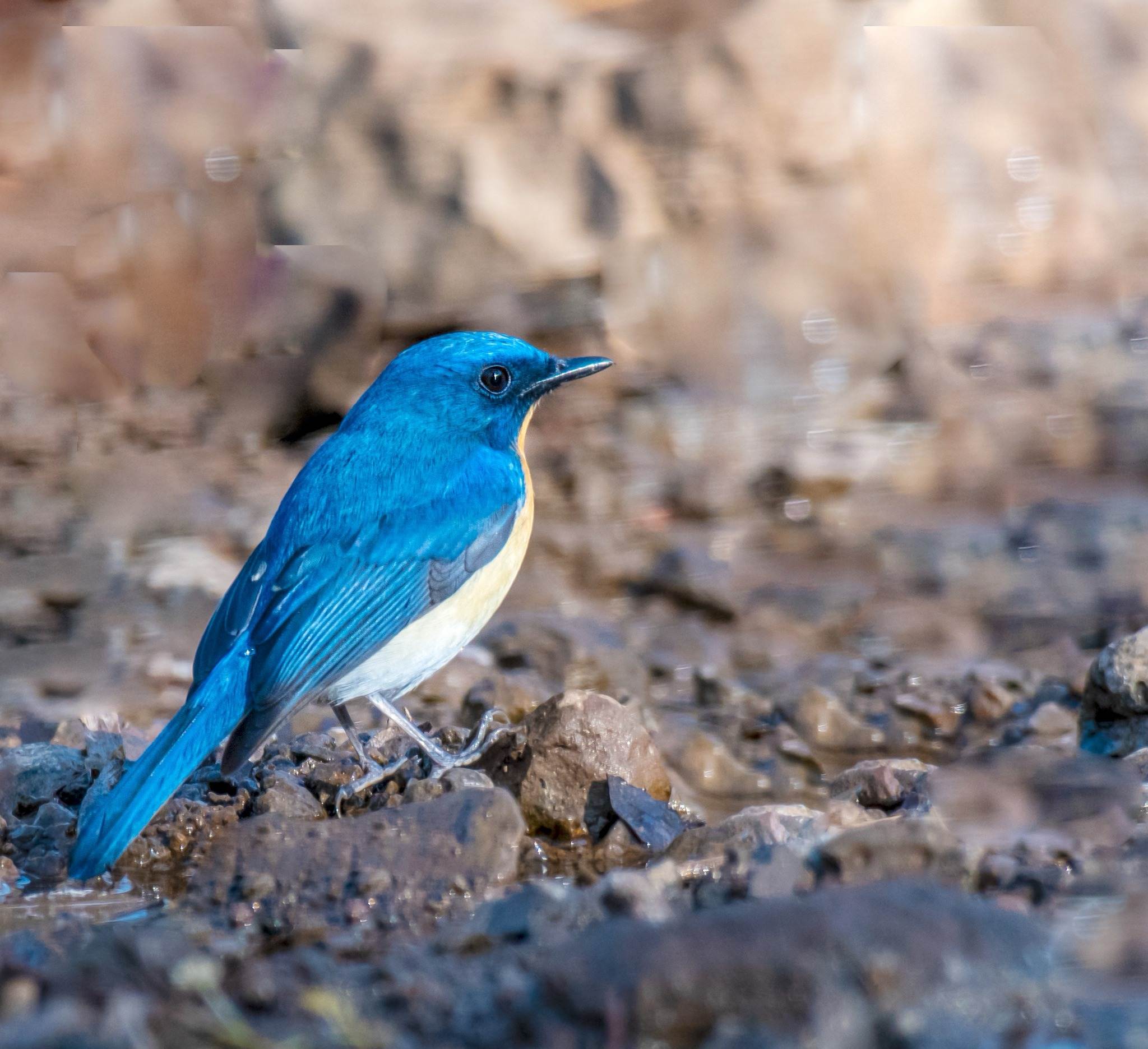 Blue throated flycatcher sitting on the floor